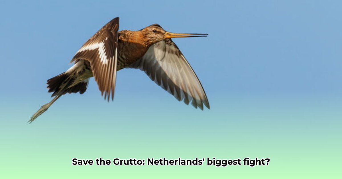 nationale-vogel-van-nederland